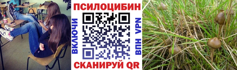 Купить  Гвардейск  Псилоцибиновые грибы мицелий 