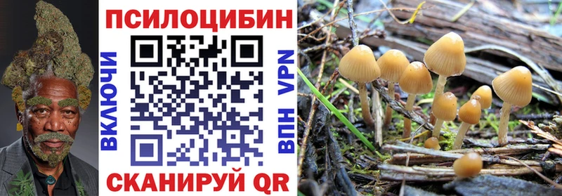 Псилоцибиновые грибы Cubensis Гвардейск